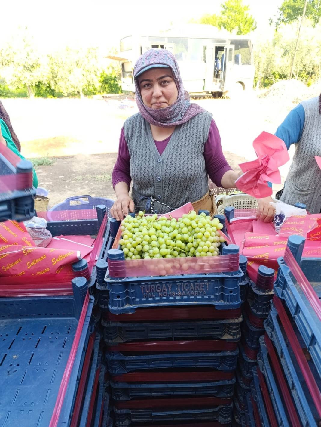 Yaşlanmayı durduran çekirdeksiz meyve. Bahçede kilosu 35 markette 100 TL - Resim: 3