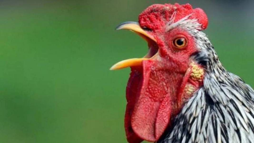 Horoz R Horozlar hakkında 25 ilginç gerçek