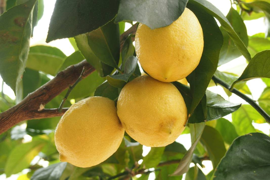 Limon Robi Limon yemeden önce bilmeniz gereken 25 gerçek