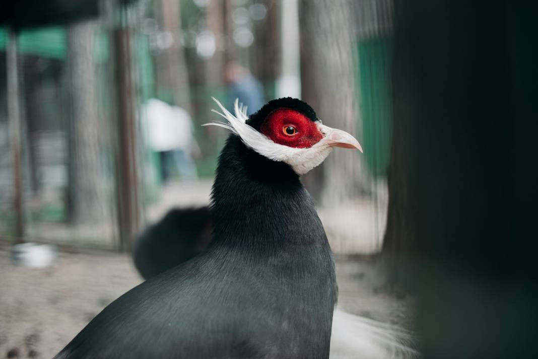Sülünler hakkında 25 ilginç bilgi - Resim: 3