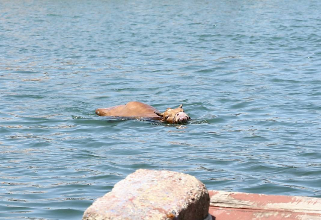 Sahibinin elinden kaçtı, kendini Karadeniz’in hırçın sularına bıraktı - Resim: 5