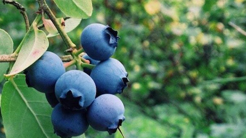 Doğal ağrı kesici olarak kullanılan 14 besin - Resim: 10