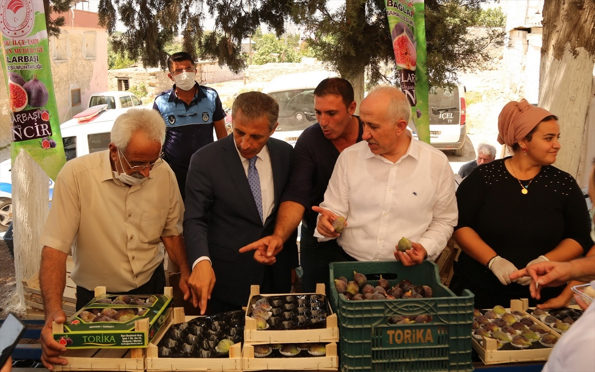 Mersin'de siyah incir hasadı başladı - Resim : 2