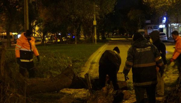 İzmir'de şiddetli rüzgar ağaçları kökünden söktü - Resim : 1