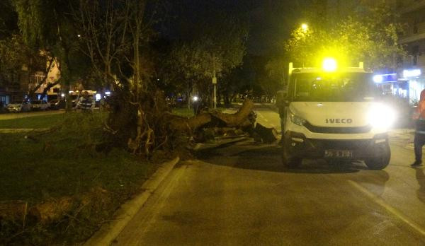 İzmir'de şiddetli rüzgar ağaçları kökünden söktü - Resim : 2