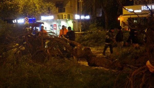 İzmir'de şiddetli rüzgar ağaçları kökünden söktü - Resim : 3