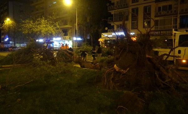 İzmir'de şiddetli rüzgar ağaçları kökünden söktü - Resim : 4