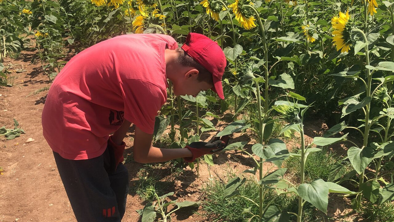 Trakya'da tırtıl kabusu. Marmara'ya doğru ilerliyor - Resim : 2