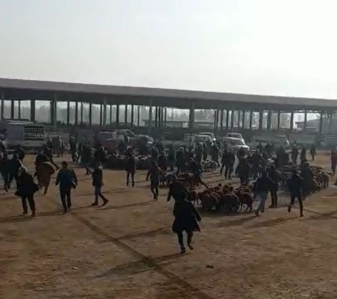 Mezbahaneden kaçtı ortalığı birbirine kattı - Resim : 2