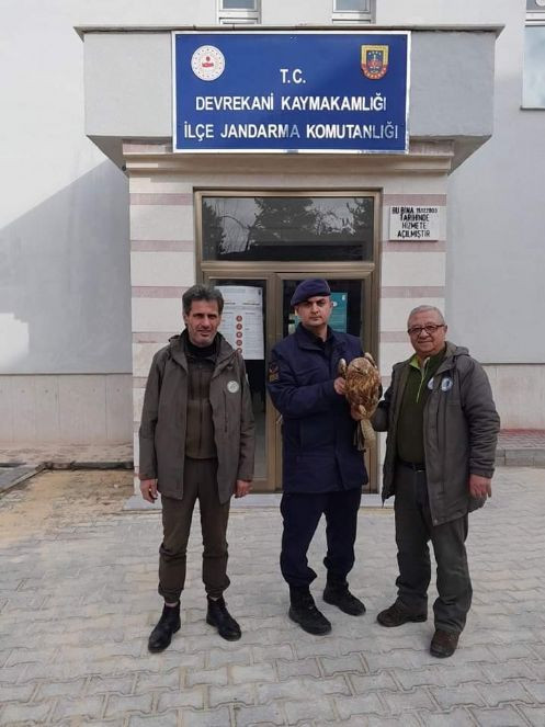 Yaralı kızıl şahin tedaviye alındı - Resim : 2