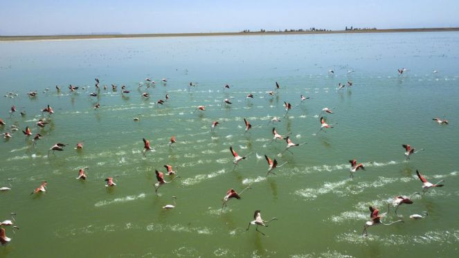Burası eskiden göldü! 200’e yakın kuş türüne ev sahipliği yapıyordu - Resim : 10