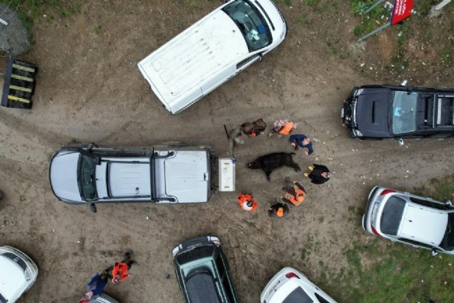 Aracın arkasında sürüklediler. İstanbul’da kuruyan barajında domuz avı - Resim : 2