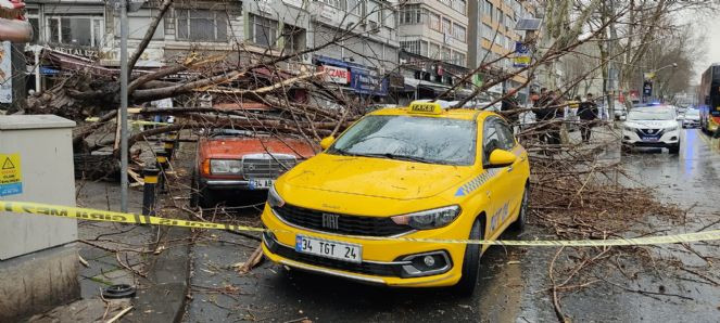 Fatih’te çürüyen ağaç iki otomobilin üzerine devrildi - Resim : 1