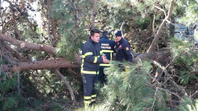 Ordu’yu şiddetli rüzgar vurdu! İş yeri ve otomobiller zarar gördü - Resim : 7