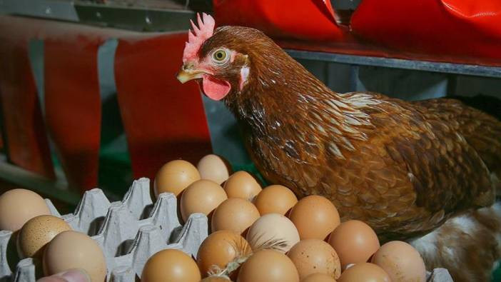 Tavuk etinin fiyatını sollayan yumurtanın üretimi arttı