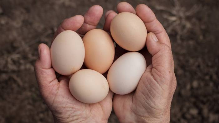 Yumurta, kolestrola nasıl geliyor? İşin uzmanları anlattı
