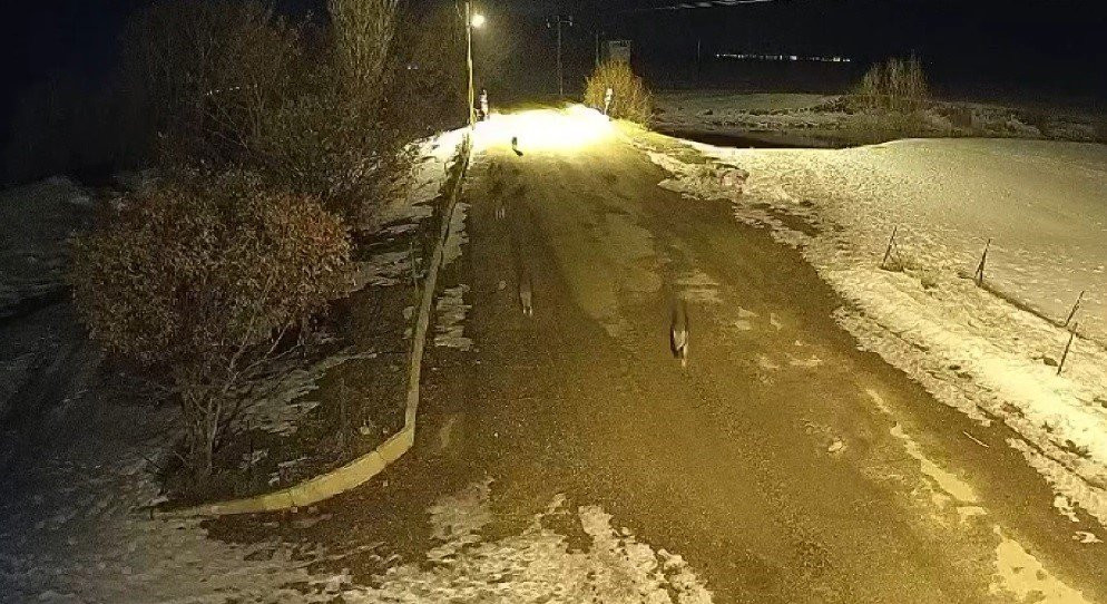 Yiyecek arayan 11 kurt köyü mesken tuttu