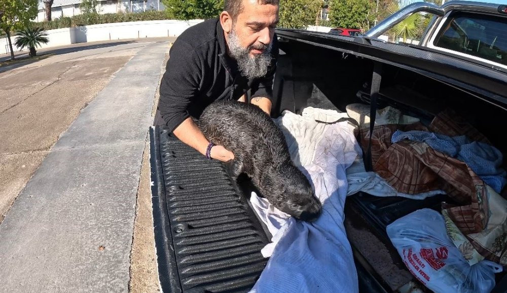 Fırtına mağduru yavru fok, balık&ccedil;ının &ccedil;abalarıyla annesine kavuştu