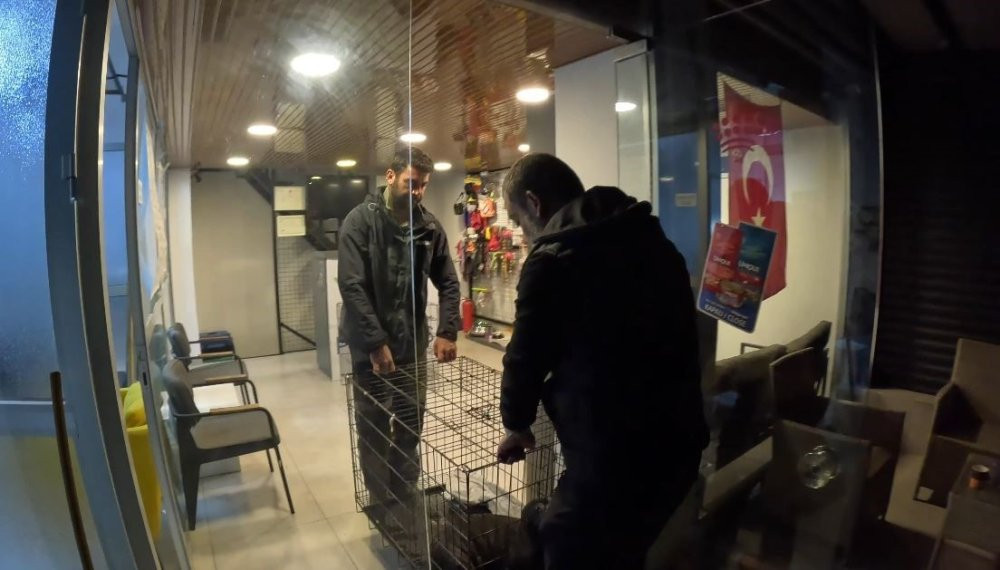 Fırtına mağduru yavru fok, balık&ccedil;ının &ccedil;abalarıyla annesine kavuştu