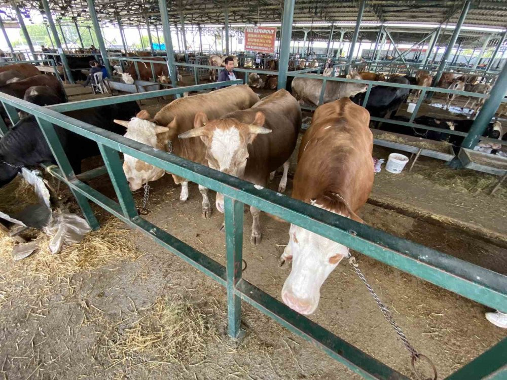 750 kiloluk düveler görenlerin dikkatini çekiyor