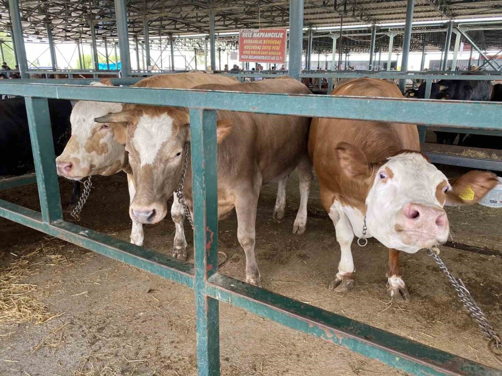 750 kiloluk düveler görenlerin dikkatini çekiyor