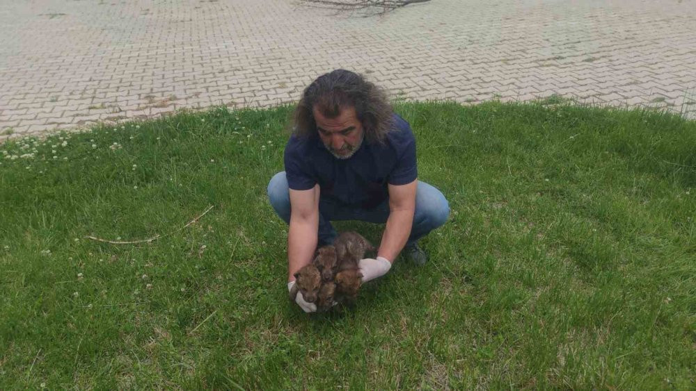 Yaylada bitkin halde bulundular!