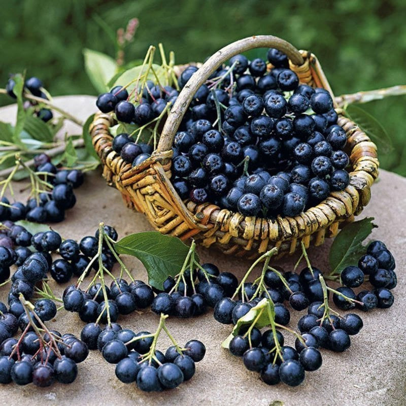 guclu-antioksidan-deposu-chokeberry-siyah-aronya-fidani-satin-al-2.jpg
