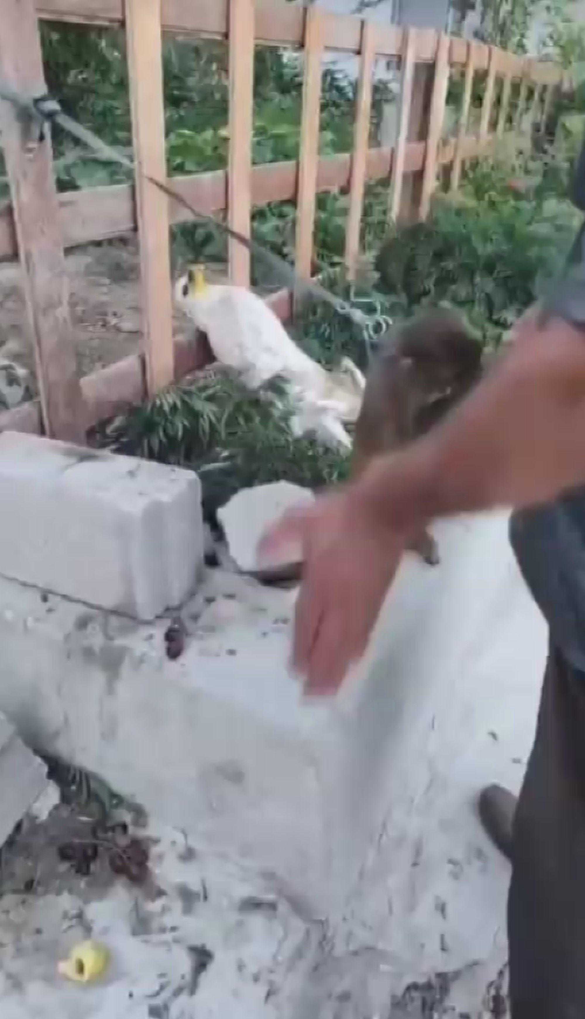 maymuna-tokat-skandalinda-yeni-gelisme-goruntuler-yurekleri-sizlatmisti-yenicag-2.jpg
